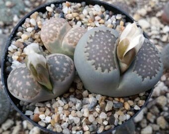 Lithops Living Stones Cactus Cacti Succulent Real Live Plant