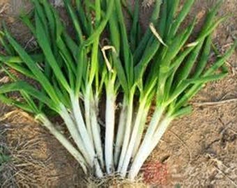 50 Organic Leek Seeds, Organic Non-GMO, ''American Flag Leek''