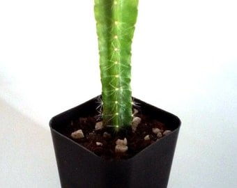 TreesAgain Potted Dragon Fruit Plant - 3 to 5+ inches