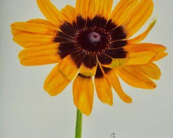 Black Eyed Susan Seeds - African Sunset Mix | Flower Seeds In Packets & Bulk | Eden Brothers