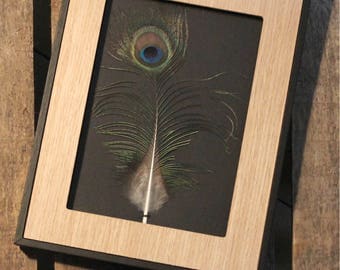 Framed Peacock feather / unique / the pen box