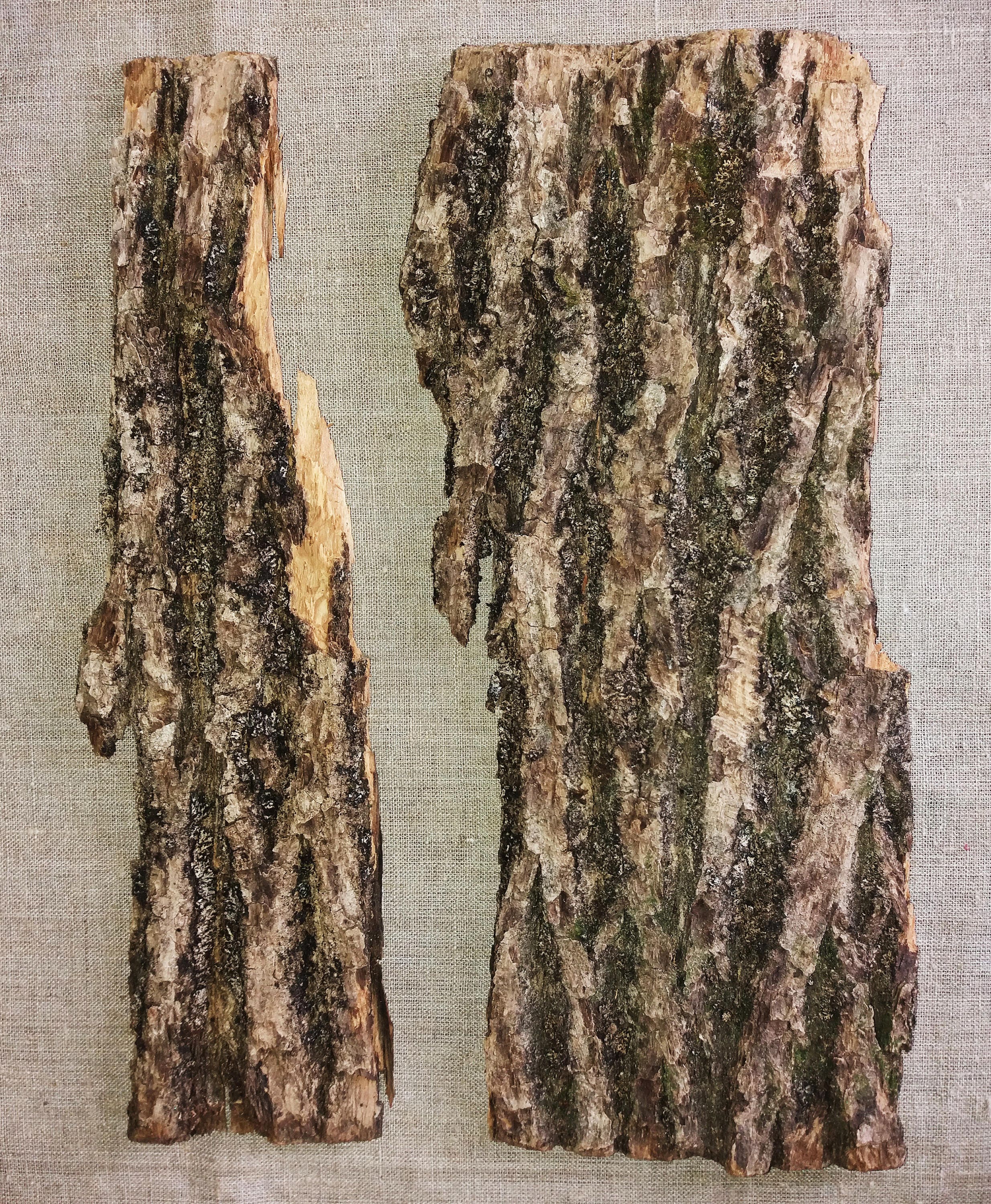 Bark Sheets Terrarium Bark Supplies Reptile Tank Decor Eco