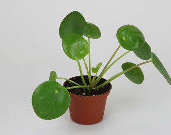 Pilea peperomioides (2" Pot) (Chinese money plant / Pancake plant / UFO plant)