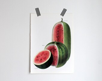 Vintage Print - Watermelon - Book Plate - 1965