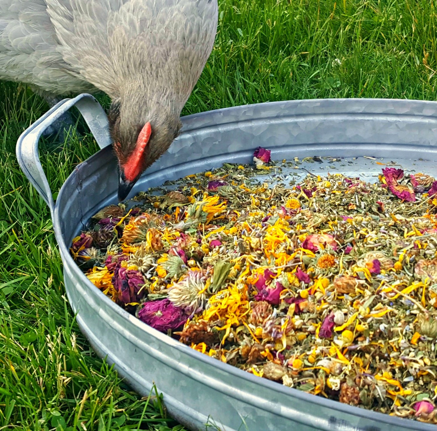 Herbs for Hens COOP CONFETTI™ Chicken by FreshEggsDaily on Etsy