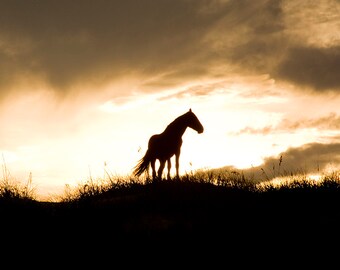 Wild Horse in the Sunset