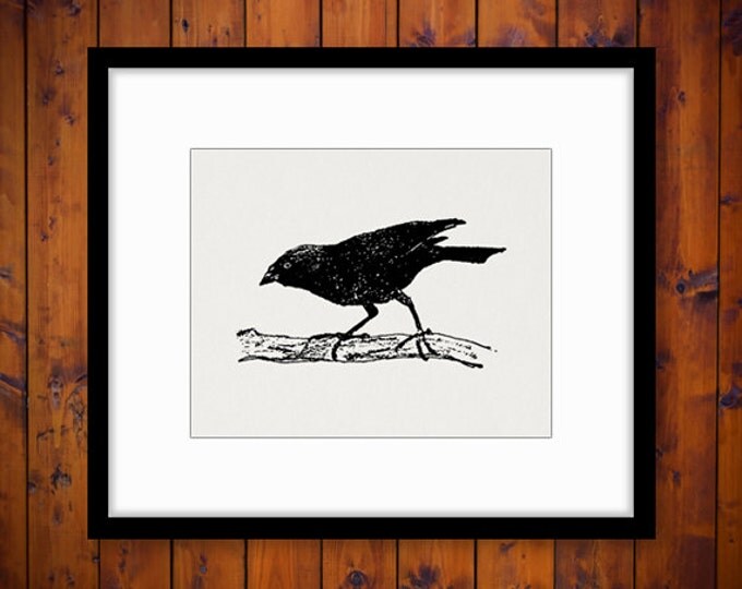 Digital Graphic Black Bird Download Vintage Image Printable Antique Clip Art Jpg Png Eps HQ 300dpi No.274