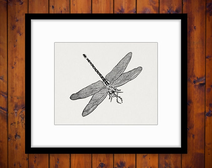 Digital Graphic Antique Dragonfly Printable Image Download Vintage Clip Art Jpg Png Eps HQ 300dpi No.618