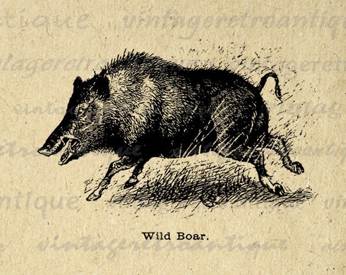 Printable Graphic Wild Boar Download Digital Pig Image Vintage Clip Art Jpg Png Eps HQ 300dpi No.698