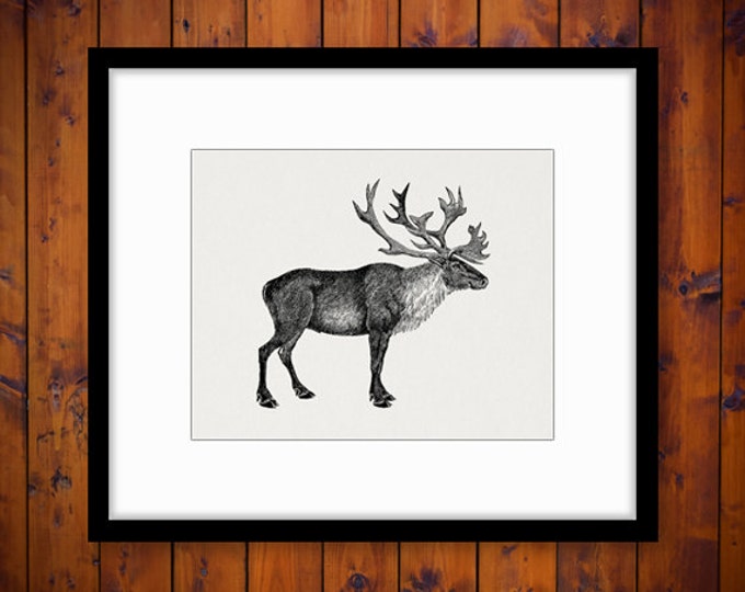 Printable Caribou Digital Image Graphic Download Artwork Vintage Clip Art Jpg Png Eps HQ 300dpi No.2141