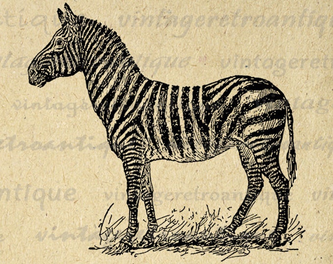 Digital Zebra Image Printable Illustration Download Graphic Vintage Clip Art Jpg Png Eps HQ 300dpi No.3448