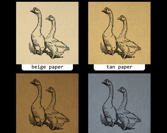 Printable Image Chinese Geese Birds Download Illustration Graphic Digital Vintage Clip Art Jpg Png Eps HQ 300dpi No.3257