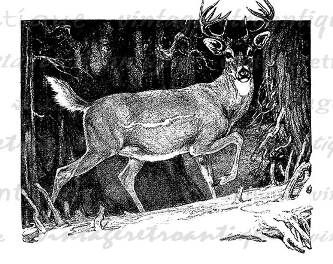 Printable Graphic Deer Buck Image Illustration Digital Download Antique Clip Art Jpg Png Eps HQ 300dpi No.3253