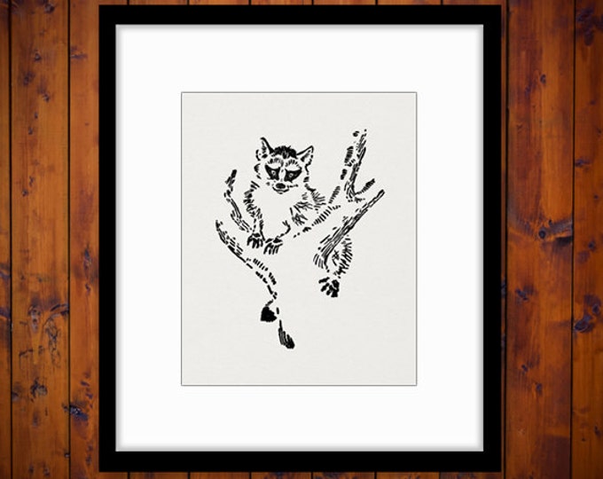 Cute Raccoon Digital Graphic Download Illustration Image Printable Vintage Clip Art Jpg Png Eps HQ 300dpi No.1671