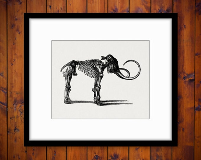 Woolly Mammoth Skeleton Image Graphic Download Printable Digital Vintage Clip Art Jpg Png Eps HQ 300dpi No.2891