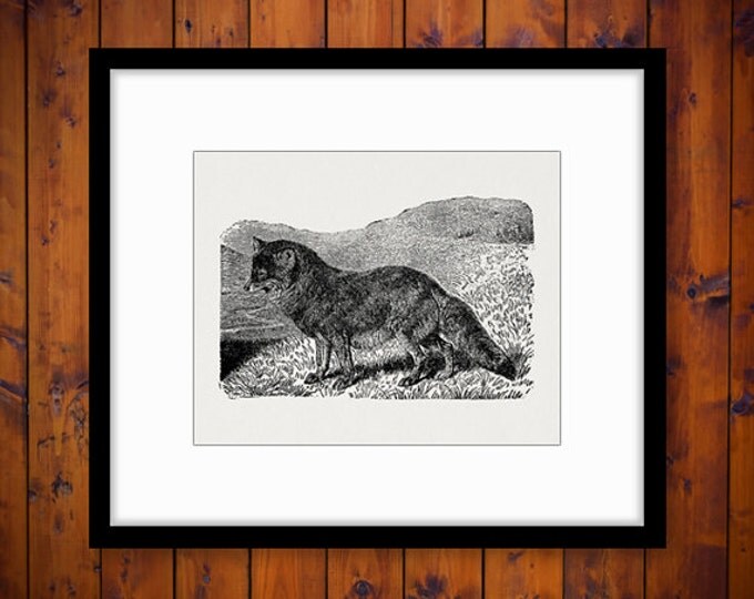 Printable Image Coyote Illustration Graphic Digital Download Artwork Vintage Clip Art Jpg Png Eps HQ 300dpi No.2651