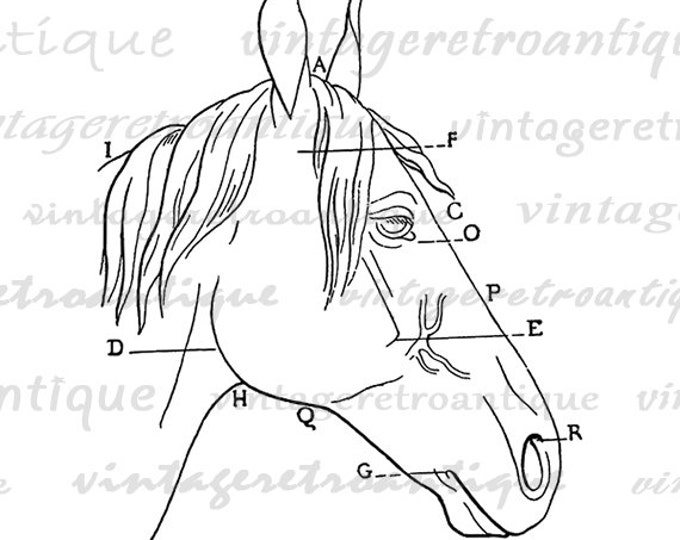 Printable Image Horse Head Diagram Graphic Digital Download Artwork Vintage Clip Art Jpg Png Eps HQ 300dpi No.1954