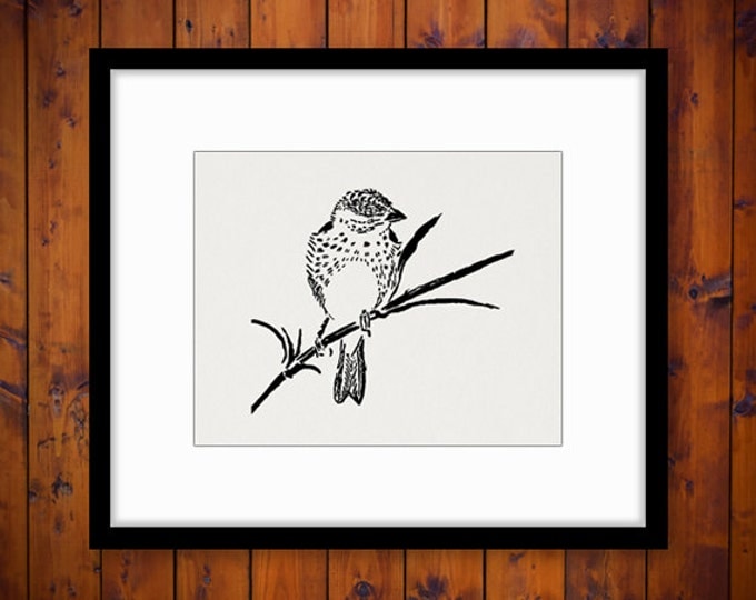 Bird Digital Printable Image Finch Bird Graphic Download Illustration Vintage Clip Art for Transfers Making Prints etc HQ 300dpi No.4625