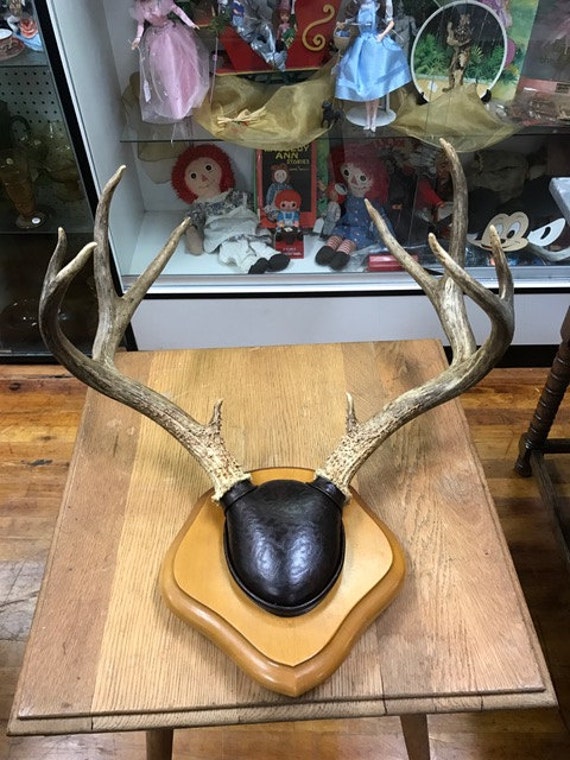 Deer Antler mounted to hang