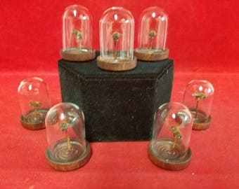 Taxidermy Honeybee in Glass Dome Display-insect-entomology-bug-wasp-bee