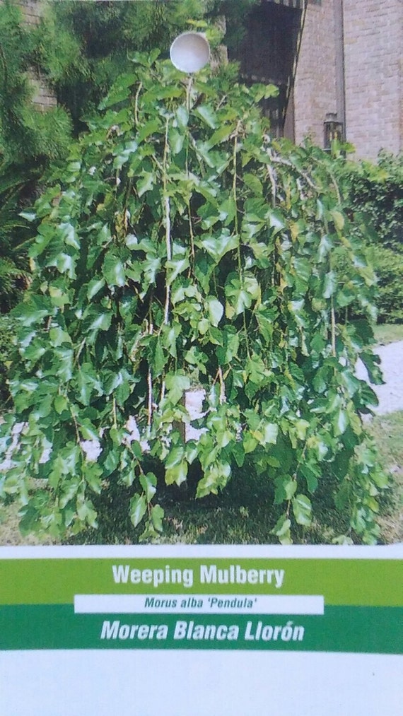 4 5 Weeping Mulberry Tree Live Healthy Plants Easy To Grow Trees Deciduous Plant Berry Home Garden Landscape Hardy Beautiful Landscaping 4 5 Weeping Mulberry Tree Live Healthy Plants Easy To Grow Trees Deciduous Plant Berry Home Garden Landscape Hardy Beautiful Landscaping