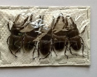 Wholesale 5 x Dorcus Taurus - Taxidermy - Unmounted - Ready To Rehydrate - Artwork