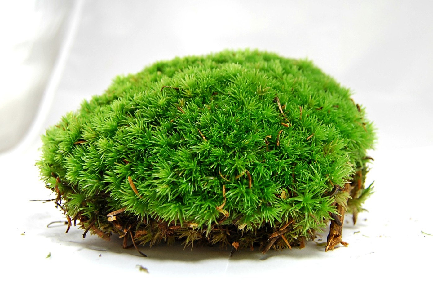 Live moss Compact pillow moss for a terrarium vivarium