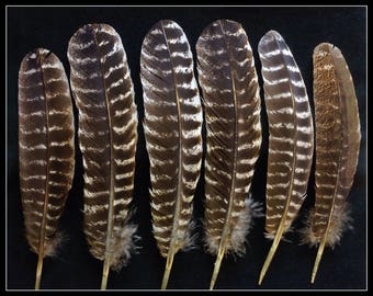 Game bird feathers and machine tumbled prairie by SpearpointRanch