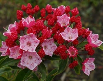 Mountain Laurel Bush Seeds (Kalmia latifolia) 50+Seeds