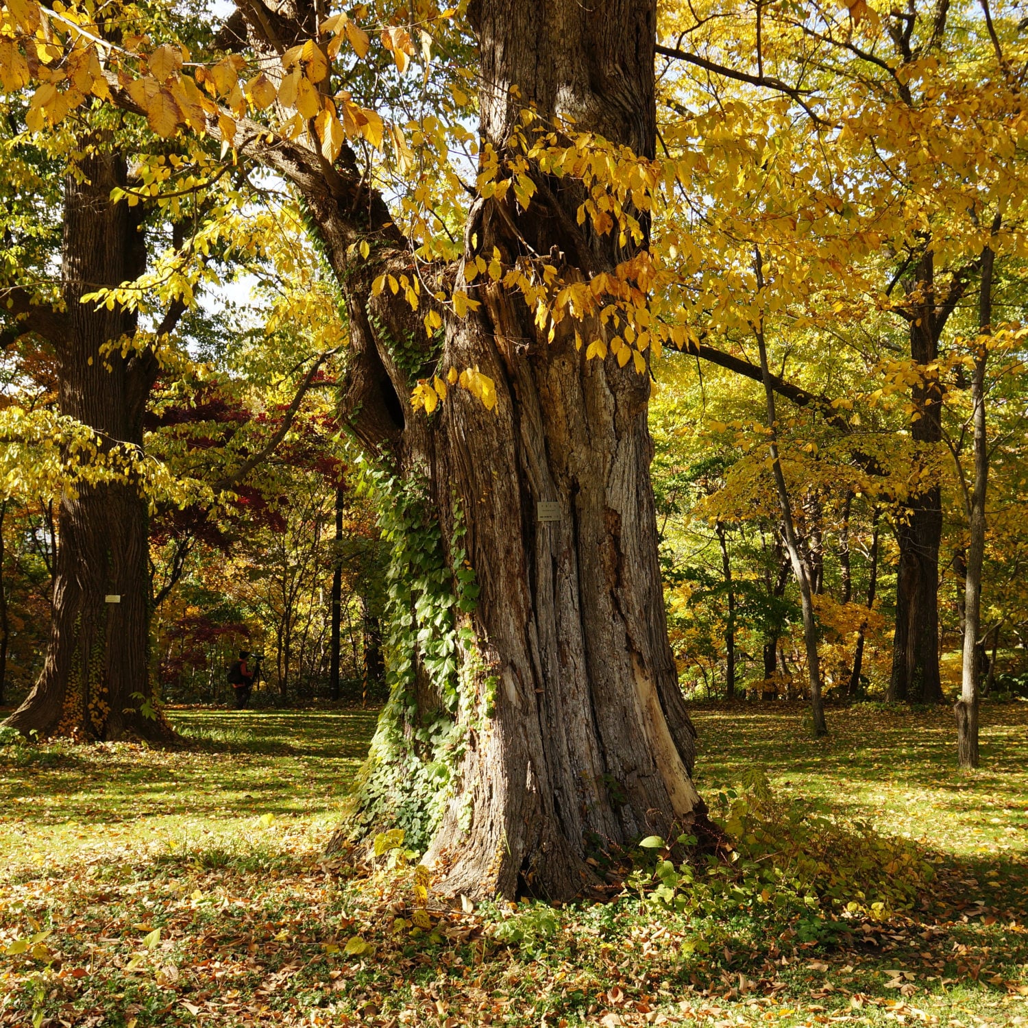 Japanese Elm Tree Seeds Ulmus davidiana 50Seeds