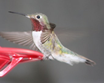 Hummingbird in Motion (FRAMED PRINT)