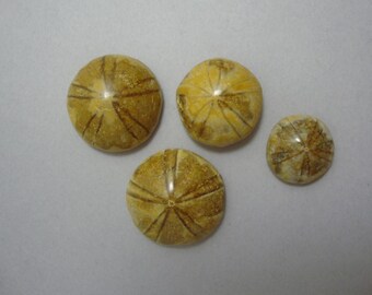 Fossilized Sea Urchins, 4 pcs., DESTASH