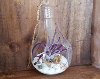 Hanging Terrarium , Light Bulb Glass Globe with Purple Air Plant , Sea Shells , Driftwood Glass Terrarium , Handmade , Home Decor