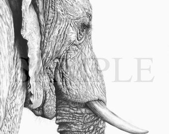 Elephant print of "Leaving", by Martyn Fox.