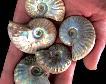 Iridescent Ammonites Lot of 5 pc Jewelry Size