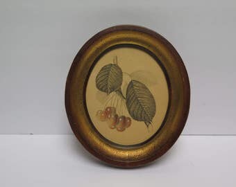 Vintage Framed Botanic Cherries Print 7 x 8 chunky antiqued gold picture Oval frame