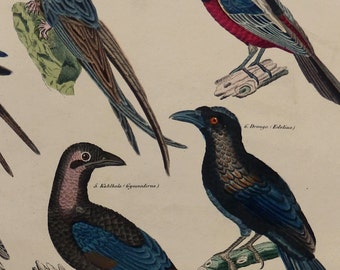 OKEN.1843.Antique Large print.".BIRDS,swallows ,martins,broadbills,..174 years old.Lithograph colored by hand.13.3x10.5",or 34x27cm.
