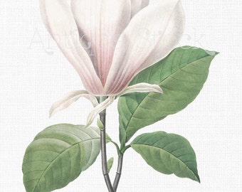 Flower Clip Art 'Saucer Magnolia' Vintage Art Download for Collages, Scrapbooking, Transfers, Thank You Notes, Gift Tags, Home Decor...