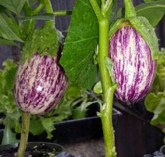 Eggplant Seeds 50 Seeds Shooting Stars Striped Egg Plant from