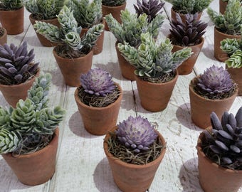 Set of 5 small faux succulent plants Antique Victorian terracotta pots Artificial green succulents Silk purple pink green plants Plant pots
