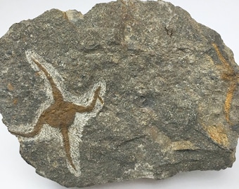 Four-Armed Brittle Star Fossil - Fossilized Echinoid Ophiura from Morocco