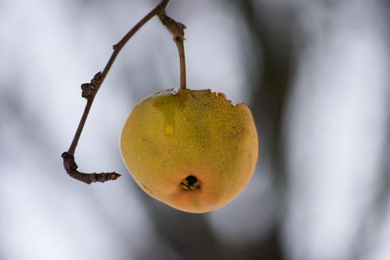 Nature, Winter Fruit on Branch, Frost, Nature Photography, Yellow, Frost, Cold, Snow, Nature Print, Winter Print, Home Decor, Wall Art