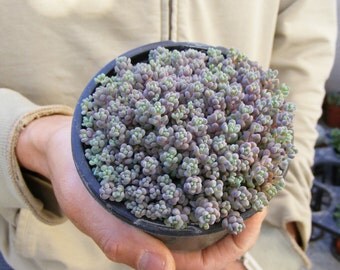 Blue Mound Sedum Cluster-Sedum Dasyphyllum Minor Succulent Fairy Garden Plant