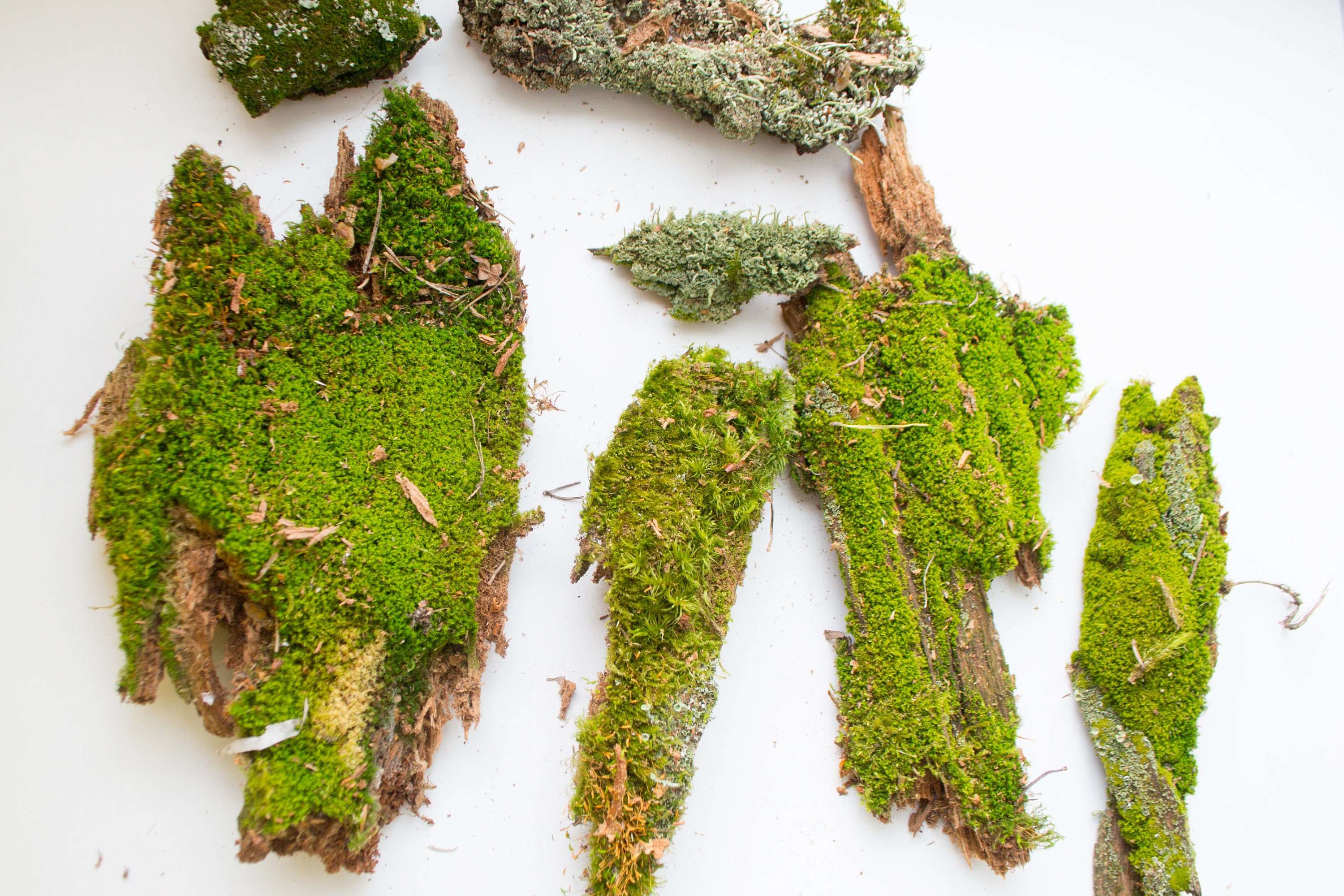 Moss on driftwood small decorative moss driftwood with moss