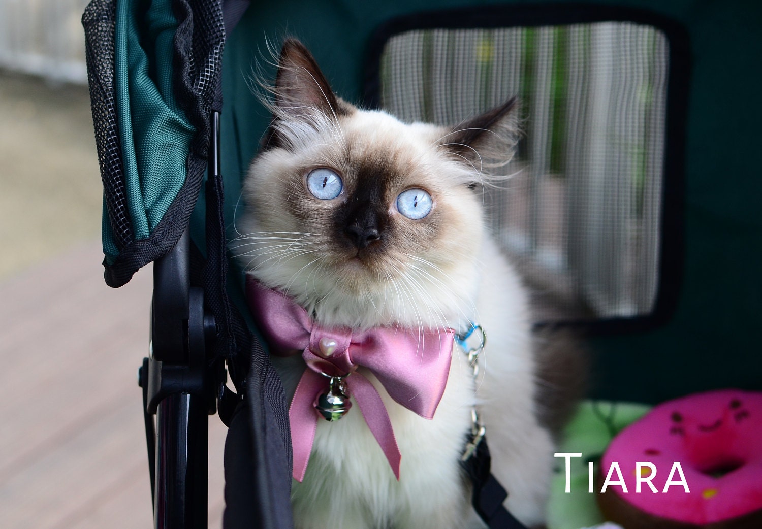 Kitten wearing pink bowtie. Tiara is from Singapore.