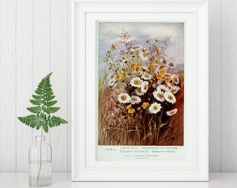 Wall Art Print showing two Wildflower beauties, White Daisy and Buttercup. Taken from a vintage Nineteenth century textbook