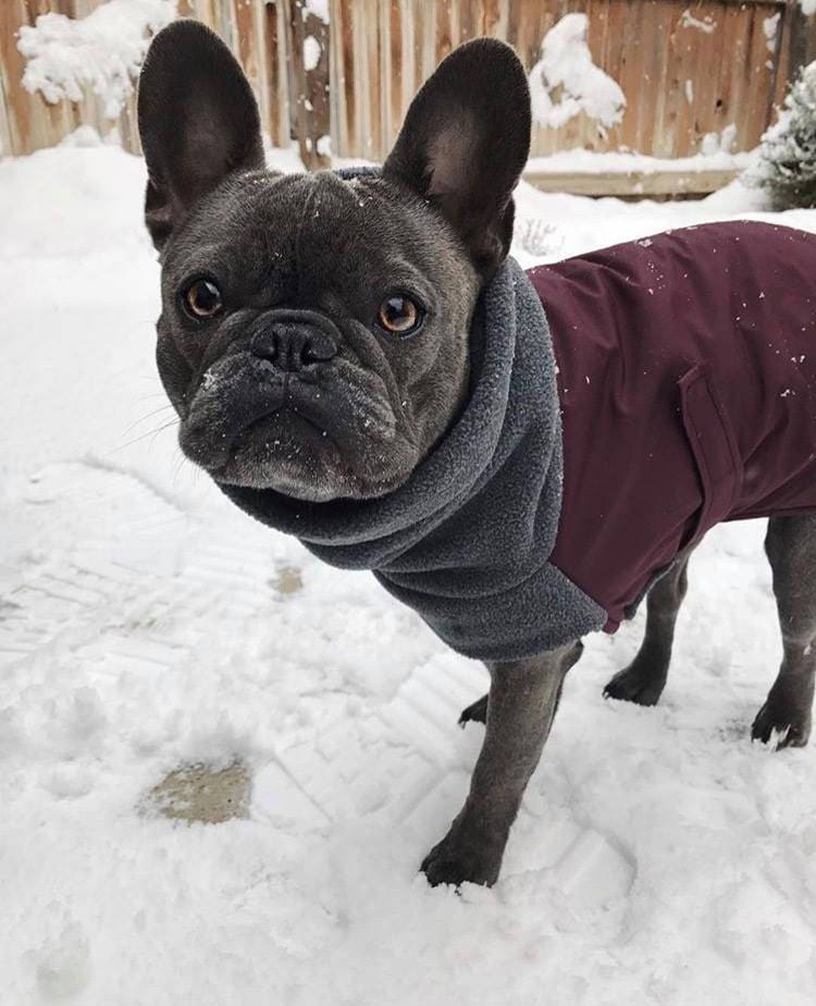 FRENCH BULLDOG Winter Coat Winter Dog Coat Waterproof Dog