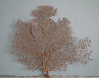 14.8" x 13.3" Natural Red Color Sea Fan Seashells Reef Coral