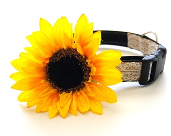 Yellow Sunflower Dog Collar Attachment