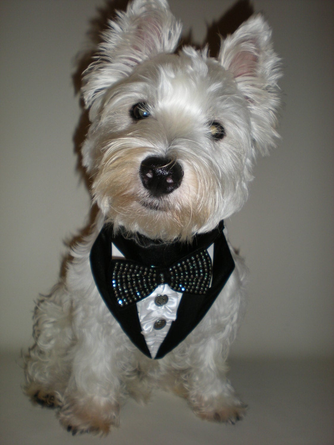 Black Studded Dog Formal wear Tuxedo by OliviasDoggieDesigns